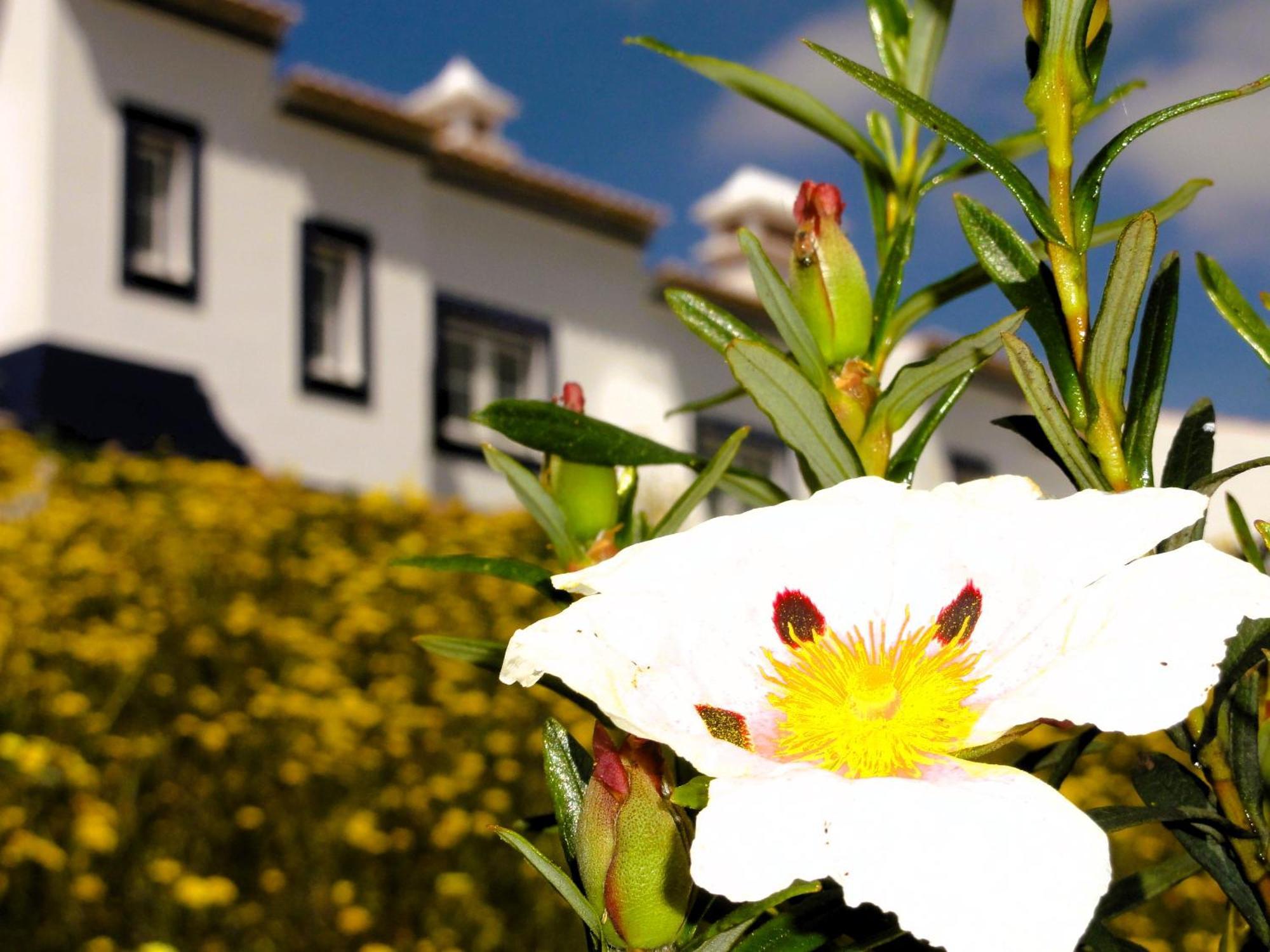 Monte Do Alento - Castro Da Cola Guest House Alcaria  Ngoại thất bức ảnh